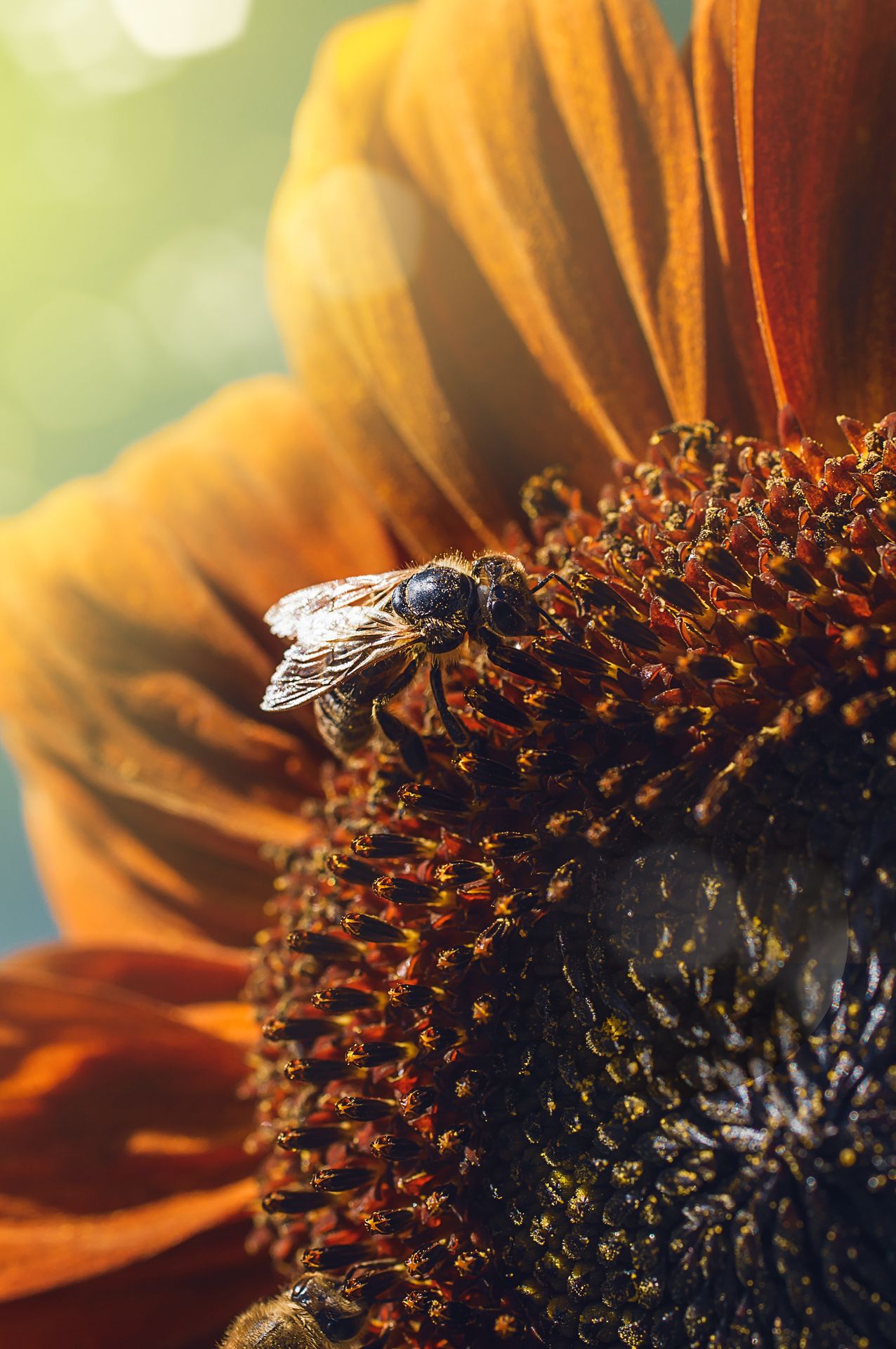 Gemeinsam für die Artenvielfalt: Blühflächen als Lebensraum für Bienen Aufnahme einer Biene, die auf den dunklen Röhrenblüten im Zentrum einer großen, orange-gelben Sonnenblume sitzt.