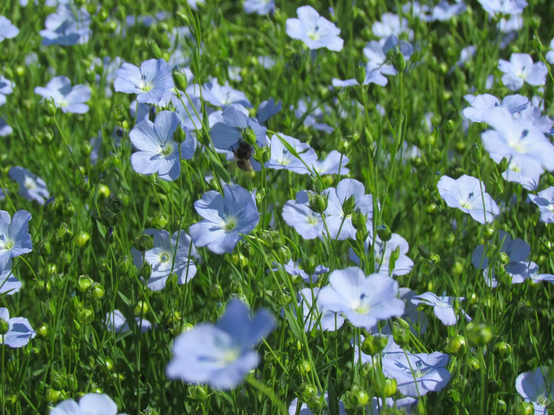 Nahaufnahme von zarten, hellblauen Leinblüten, die dicht an dicht auf dem Feld wachsen.